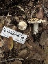  ( - HAY-F-001188)  @11 [ ] by-nc (2023) Aaron Tupac Fungal Diversity Survey
