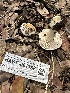  ( - HAY-F-001188)  @11 [ ] by-nc (2023) Aaron Tupac Fungal Diversity Survey