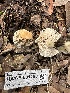  ( - HAY-F-001188)  @11 [ ] by-nc (2023) Aaron Tupac Fungal Diversity Survey