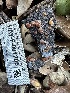  (Myxarium sp. CA01 - HAY-F-001205)  @11 [ ] by-nc (2023) Aaron Tupac Fungal Diversity Survey