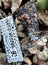 ( - HAY-F-001205)  @11 [ ] by-nc (2023) Aaron Tupac Fungal Diversity Survey