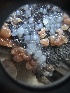 ( - HAY-F-001205)  @11 [ ] by-nc (2023) Aaron Tupac Fungal Diversity Survey