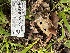  (Gymnopus sp. CA03 - HAY-F-001209)  @11 [ ] by-nc (2023) Aaron Tupac Fungal Diversity Survey