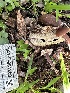  ( - HAY-F-001209)  @11 [ ] by-nc (2023) Aaron Tupac Fungal Diversity Survey