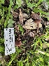  ( - HAY-F-001209)  @11 [ ] by-nc (2023) Aaron Tupac Fungal Diversity Survey