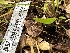 ( - HAY-F-001200)  @11 [ ] by-nc (2023) Aaron Tupac Fungal Diversity Survey