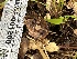  ( - HAY-F-001200)  @11 [ ] by-nc (2023) Aaron Tupac Fungal Diversity Survey