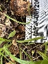  ( - HAY-F-001200)  @11 [ ] by-nc (2023) Aaron Tupac Fungal Diversity Survey