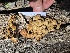  ( - HAY-F-007789)  @11 [ ] by-nc (2023) Damon Tighe Fungal Diversity Survey