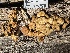  ( - HAY-F-007789)  @11 [ ] by-nc (2023) Damon Tighe Fungal Diversity Survey