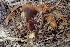  ( - HAY-F-007785)  @11 [ ] by-nc (2023) Damon Tighe Fungal Diversity Survey