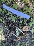  ( - HAY-F-007784)  @11 [ ] by-nc (2023) Damon Tighe Fungal Diversity Survey