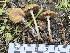  (Psathyrella seymourensis - HAY-F-007784)  @11 [ ] by-nc (2023) Damon Tighe Fungal Diversity Survey