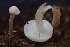  ( - HAY-F-007788)  @11 [ ] by-nc (2023) Damon Tighe Fungal Diversity Survey