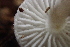  ( - HAY-F-007788)  @11 [ ] by-nc (2023) Damon Tighe Fungal Diversity Survey