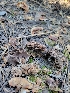  ( - HAY-F-000545)  @11 [ ] by-nc (2023) Harte Singer Fungal Diversity Survey