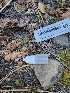  ( - HAY-F-000545)  @11 [ ] by-nc (2023) Harte Singer Fungal Diversity Survey