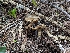  (Agrocybe - HAY-F-005829)  @11 [ ] by-nc (2023) Stu Pickell Fungal Diversity Survey