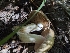  ( - HAY-F-005816)  @11 [ ] by-nc (2023) Stu Pickell Fungal Diversity Survey