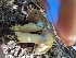  ( - HAY-F-005816)  @11 [ ] by-nc (2023) Stu Pickell Fungal Diversity Survey