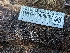  ( - HAY-F-005825)  @11 [ ] by-nc (2023) Stu Pickell Fungal Diversity Survey
