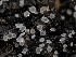  (Adelphella - HAY-F-005825)  @11 [ ] by-nc (2023) Stu Pickell Fungal Diversity Survey