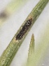  (Phyllachora sp. CA02 - HAY-F-005764)  @11 [ ] c (2023) Rudy Diaz Fungal Diversity Survey