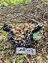  ( - HAY-F-003171)  @11 [ ] by (2023) Mandy Hackney Fungal Diversity Survey