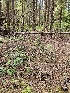  ( - HAY-F-003171)  @11 [ ] by (2023) Mandy Hackney Fungal Diversity Survey