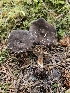  (Lactarius sp. fallax-PNW03 - HAY-F-003172)  @11 [ ] by (2023) Mandy Hackney Fungal Diversity Survey