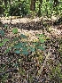  ( - HAY-F-003172)  @11 [ ] by (2023) Mandy Hackney Fungal Diversity Survey