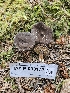  ( - HAY-F-003172)  @11 [ ] by (2023) Mandy Hackney Fungal Diversity Survey