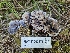  ( - HAY-F-003176)  @11 [ ] by (2023) Mandy Hackney Fungal Diversity Survey
