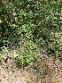  ( - HAY-F-003176)  @11 [ ] by (2023) Mandy Hackney Fungal Diversity Survey