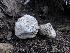  ( - HAY-F-006071)  @11 [ ] by-nc (2023) Dean Lyons Fungal Diversity Survey