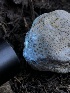  ( - HAY-F-006071)  @11 [ ] by-nc (2023) Dean Lyons Fungal Diversity Survey