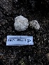  ( - HAY-F-006071)  @11 [ ] by-nc (2023) Dean Lyons Fungal Diversity Survey