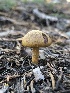  ( - HAY-F-006158)  @11 [ ] by-nc (2023) Dean Lyons Fungal Diversity Survey