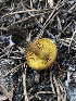  ( - HAY-F-006158)  @11 [ ] by-nc (2023) Dean Lyons Fungal Diversity Survey