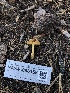  ( - HAY-F-006158)  @11 [ ] by-nc (2023) Dean Lyons Fungal Diversity Survey