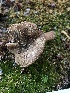  ( - HAY-F-006073)  @11 [ ] by-nc (2023) Dean Lyons Fungal Diversity Survey