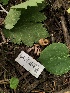  ( - HAY-F-006079)  @11 [ ] by-nc (2023) Dean Lyons Fungal Diversity Survey