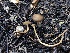  ( - HAY-F-006078)  @11 [ ] by-nc (2023) Dean Lyons Fungal Diversity Survey