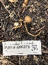  ( - HAY-F-006078)  @11 [ ] by-nc (2023) Dean Lyons Fungal Diversity Survey