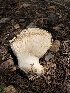  ( - HAY-F-006082)  @11 [ ] by-nc (2023) Dean Lyons Fungal Diversity Survey