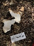  ( - HAY-F-006082)  @11 [ ] by-nc (2023) Dean Lyons Fungal Diversity Survey