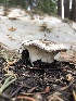  ( - HAY-F-006111)  @11 [ ] by-nc (2023) Dean Lyons Fungal Diversity Survey