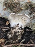  ( - HAY-F-006111)  @11 [ ] by-nc (2023) Dean Lyons Fungal Diversity Survey