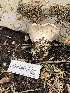  ( - HAY-F-006111)  @11 [ ] by-nc (2023) Dean Lyons Fungal Diversity Survey