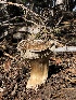  ( - HAY-F-006088)  @11 [ ] by-nc (2023) Dean Lyons Fungal Diversity Survey